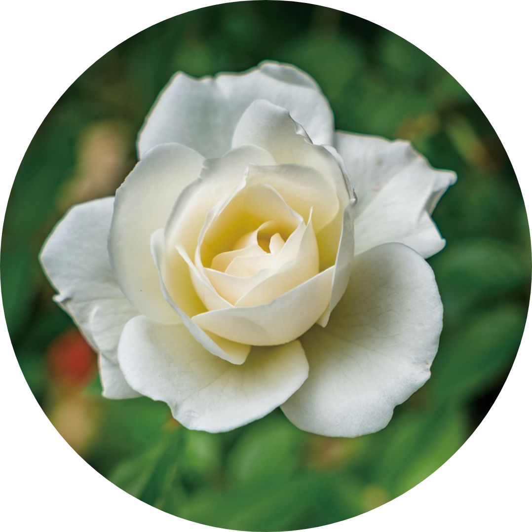 キー成分02_白バラ、キー成分02_ボタン、キー成分02_月見草、