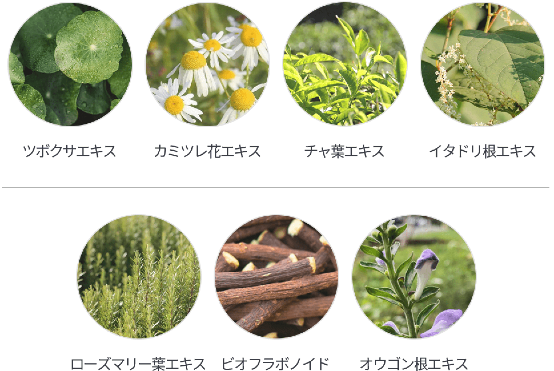 ツボクサエキス、カミツレ葉エキス、チャ葉エキス、イタドリ根エキス、ローズマリー葉エキス、ビオフロボノイド、オウゴン根エキス