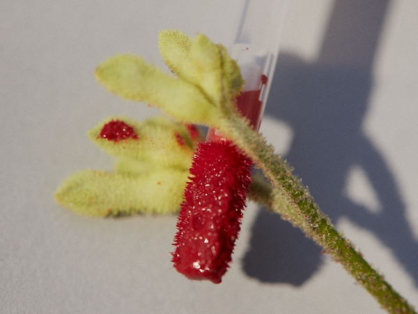 【freshian】セラム リップティント＜全4色＞