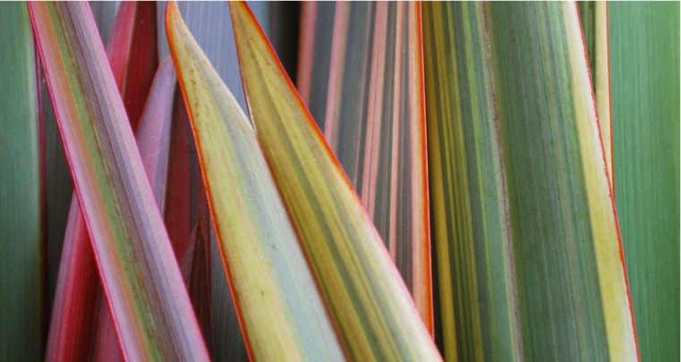 キー成分ハラケケ