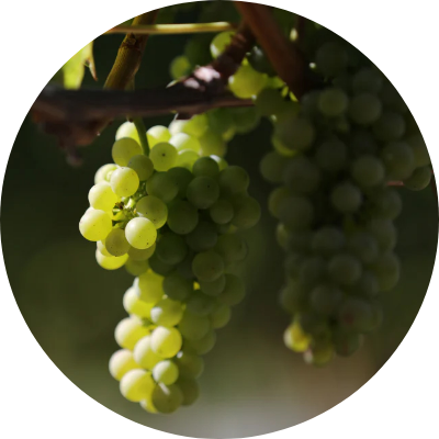 ヴィナンザ®グレープ*3＆キウイ*4