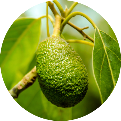 アボカドオイル*5