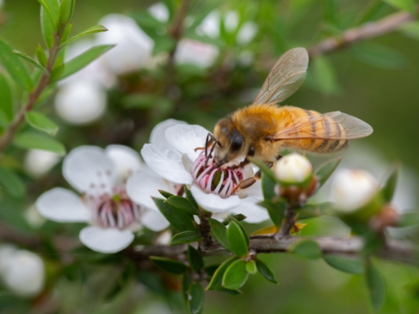 【Me Today】ドリーミーカモミール　スーパーハニー