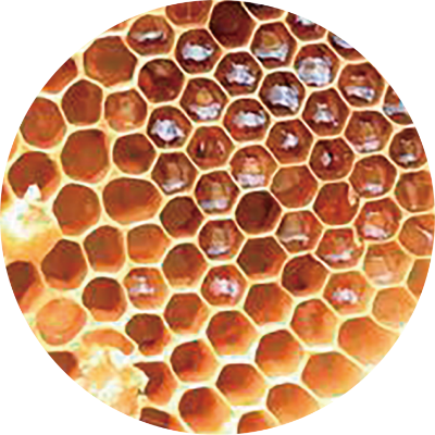 ウコン（ターメリック）