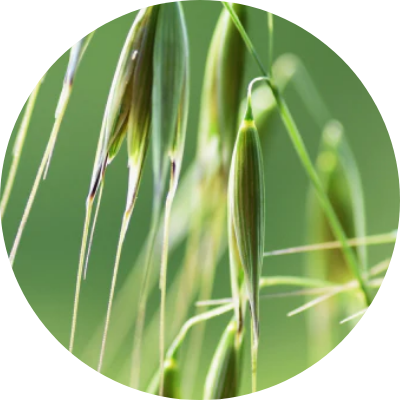 オーガニック オートエキス