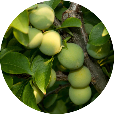 カカドゥプラム