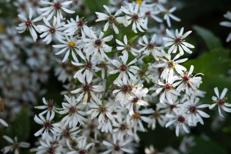 ツバキ花エキスのイメージ