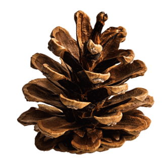 ギフトにも自分へのご褒美にもおすすめのアイテムをご紹介