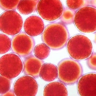 アスタキサンチン