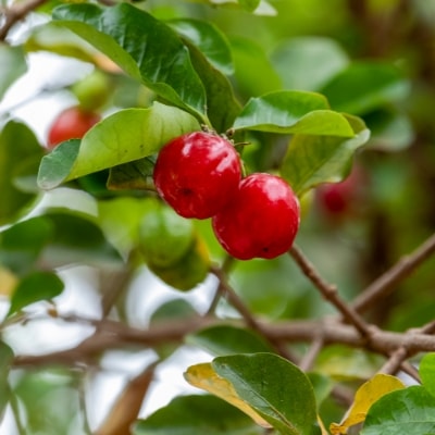 アスタキサンチン