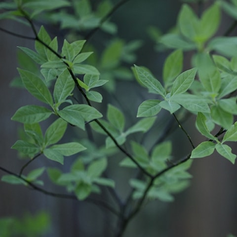 クロモジ蒸留水