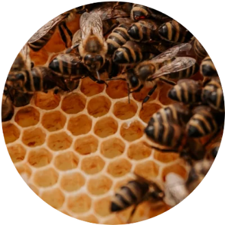 マヌカハニー の画像