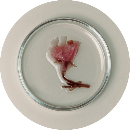 サトザクラ花エキス