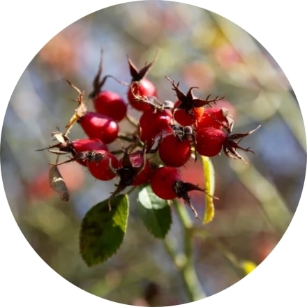 ローズヒップオイル