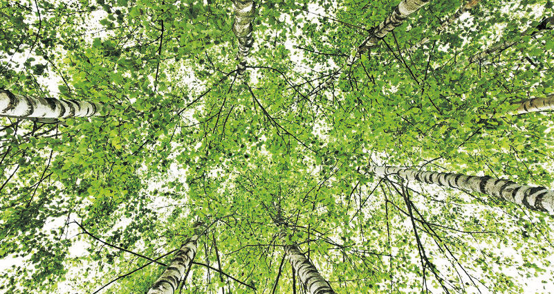 植物ひとつひとつに隠された秘密を探りだし、人々の健康に役立つ個性や潜在能力を引き出すことを目指しています