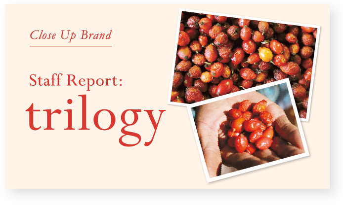 Staff Report:trilogy