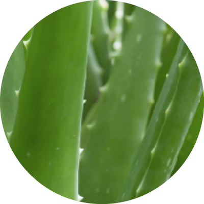アロエベラ葉エキス