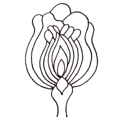 バラプラセンタ