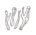 グリチルリチン酸 2K