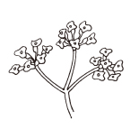 ミシマサイコ花 / 葉 / 茎エキス