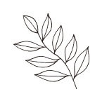 ムラヤコエンジーエキス