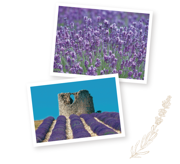 Le Chateau Du Bois Cosme Kitchen Journal Vol 12 Cosme Kitchen Webstore オーガニックコスメのコスメキッチン