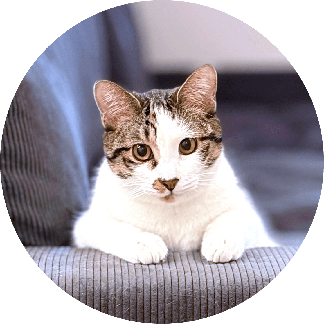 猫のイメージ