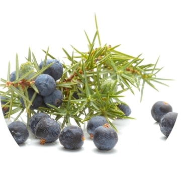 ジュニパーベリー