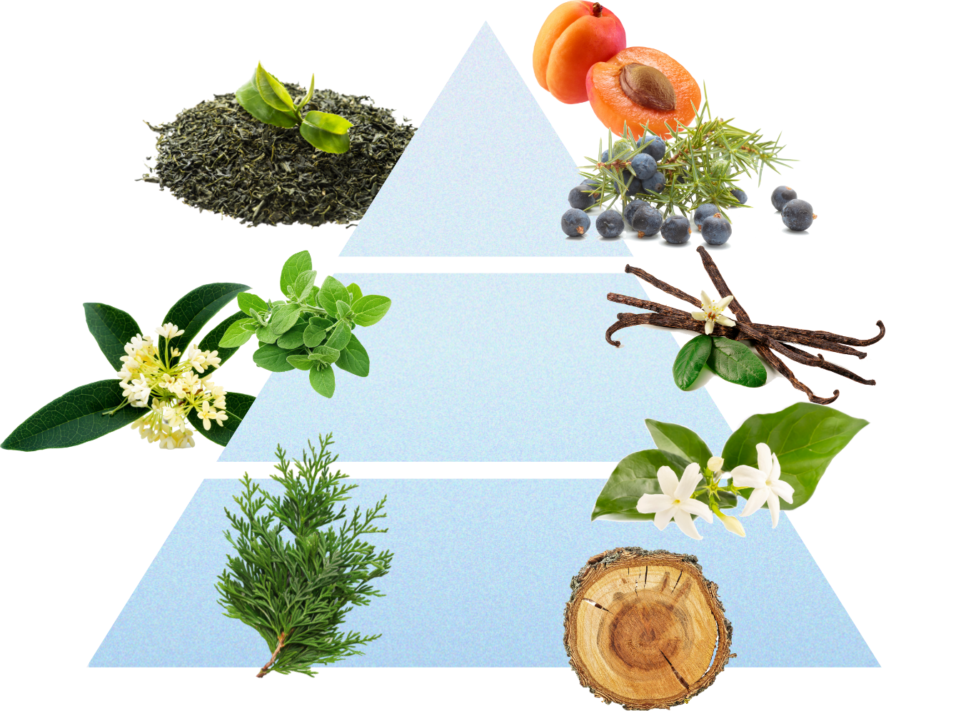 シルバーオスマンサス 香りのピラミッド